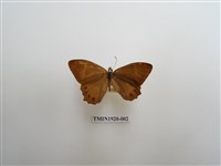 藏品(深山黛眼蝶)的圖片